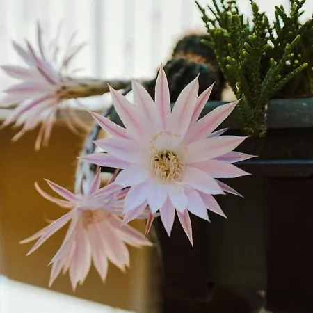 住宿加早餐酒店 Romeo Giulietta 4*